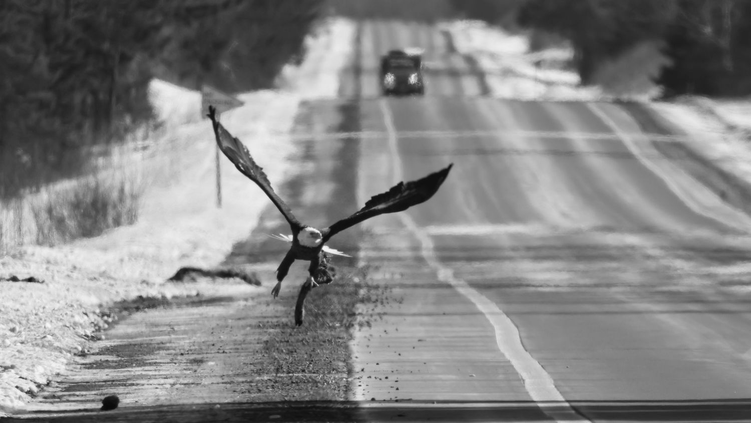 A bald eagle claims its place along a winter highway, a reminder of nature’s quiet order even at the edge of the road. Black and White