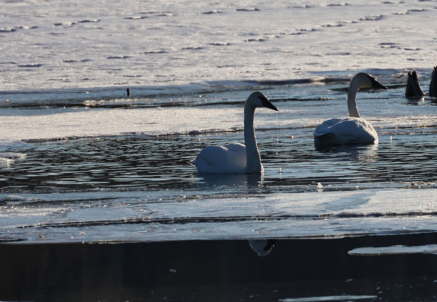 Pair of swans resting in partially frozen water during winter in Northern Wisconsin, photographed as a serene fine art wildlife print.