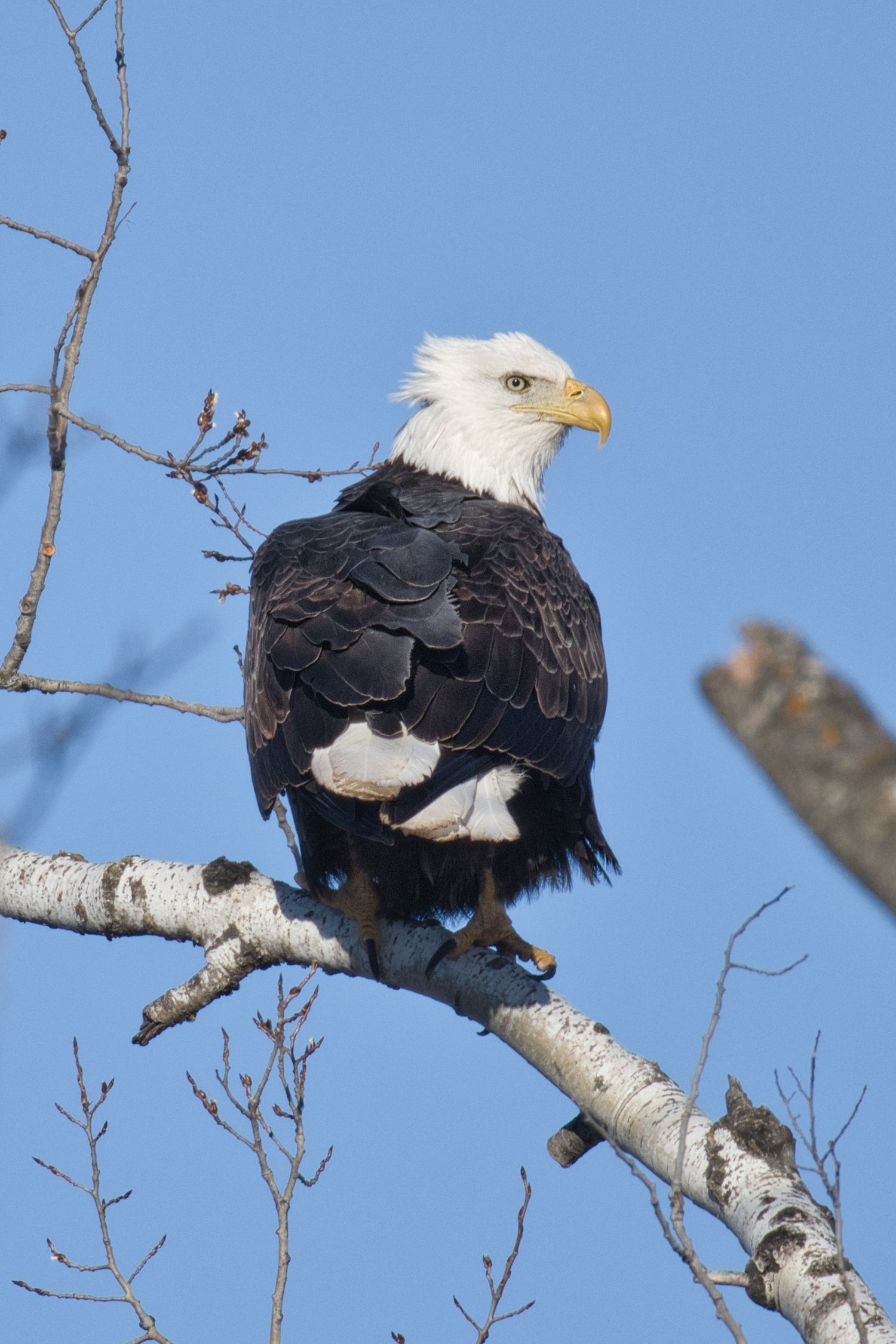 Bald eagle perched high in a tree with clear blue sky background in Northern Wisconsin, captured as a fine art wildlife photograph.
