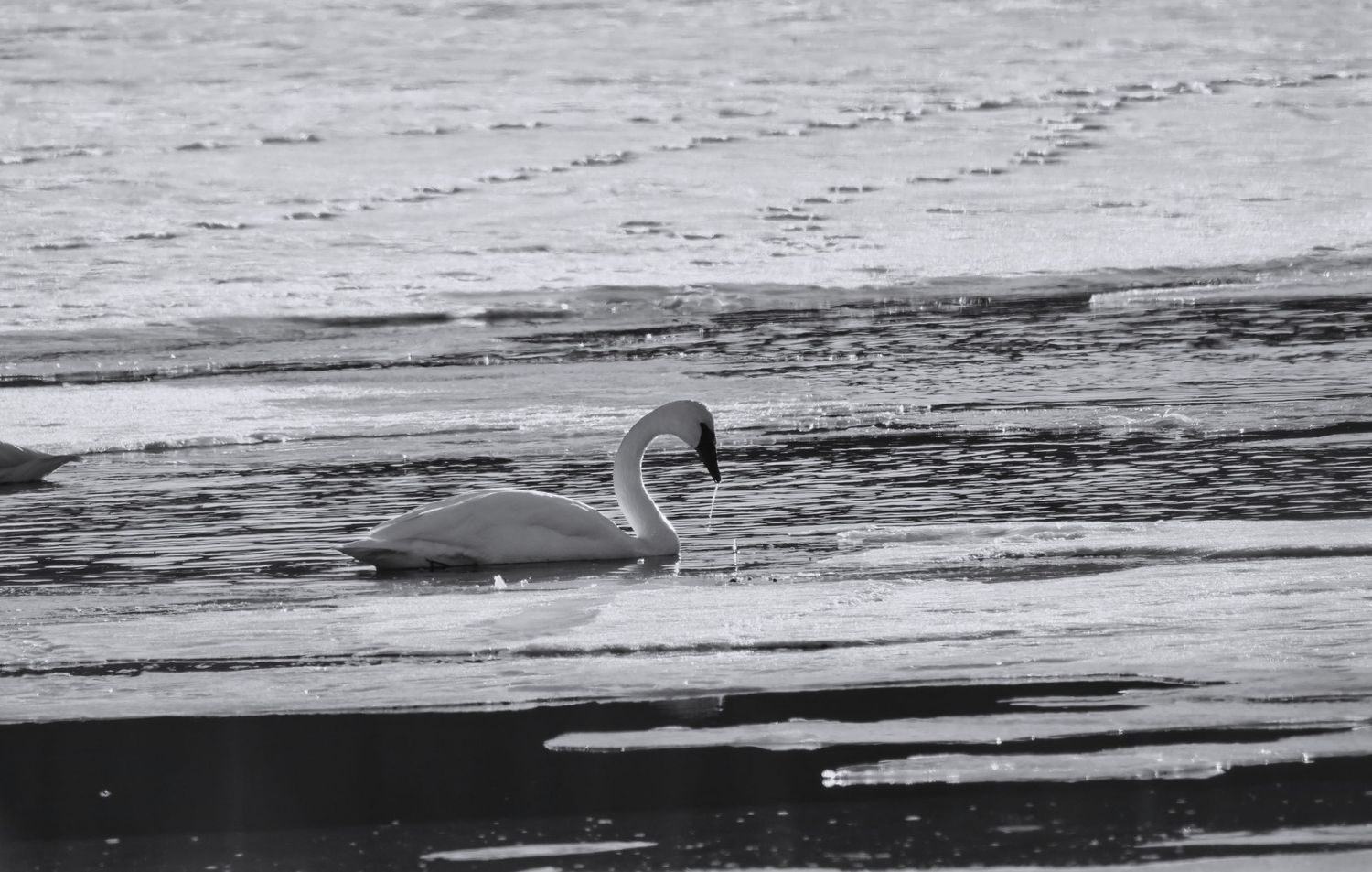 Swan moving through calm winter water in Northern Wisconsin, captured in a black and white fine art wildlife photograph.
