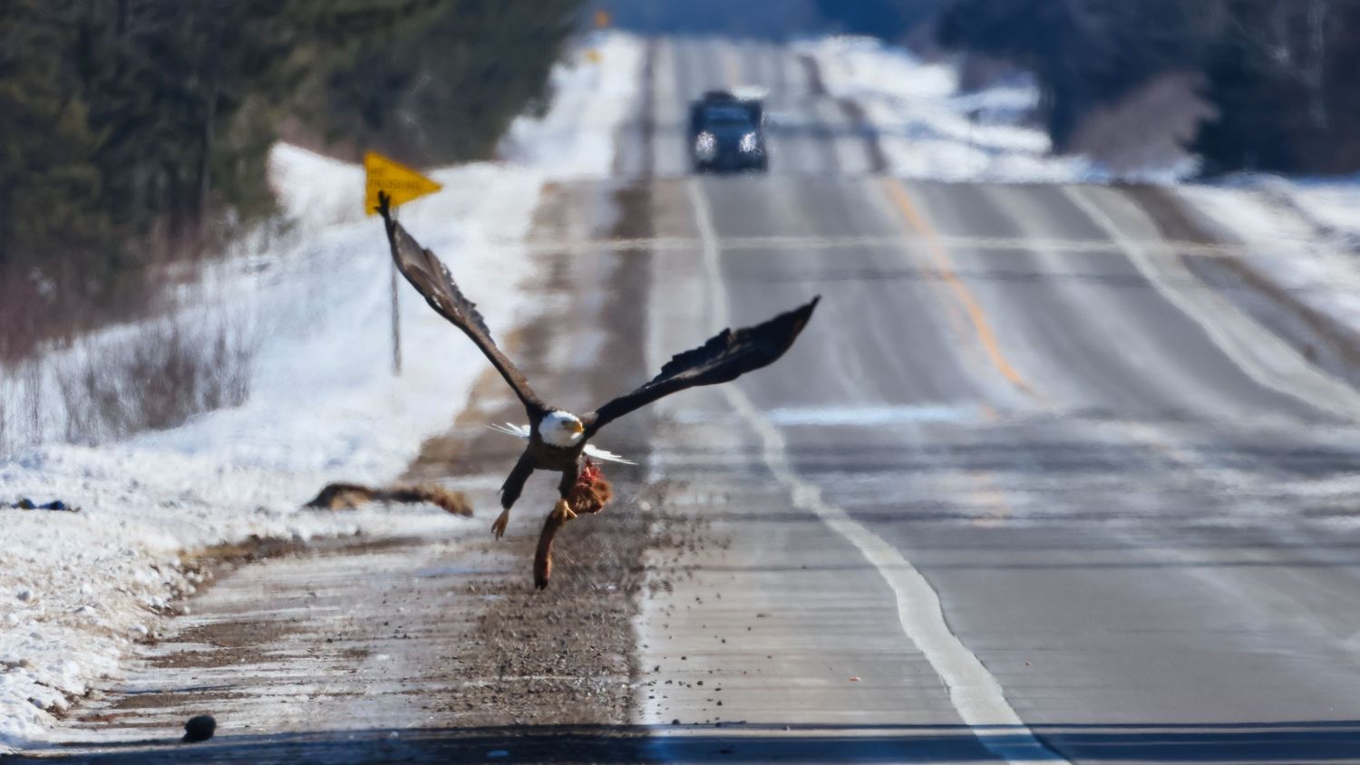 A bald eagle claims its place along a winter highway, a reminder of nature’s quiet order even at the edge of the road.