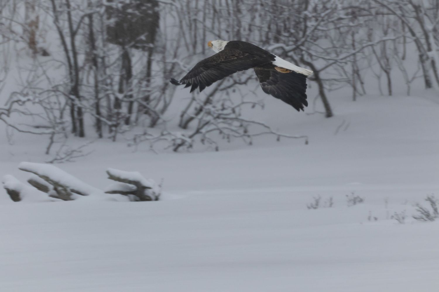 Bald eagle gliding across a snowy woodland scene in Northern Wisconsin, photographed during winter as a fine art wildlife print.