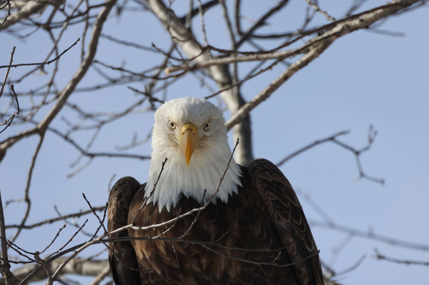 Bald eagle staring forward from a tree perch against a winter sky in Northern Wisconsin.