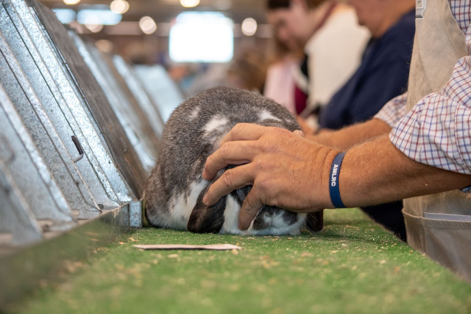 Judging Mini Lops at ARBA National Convention 2025