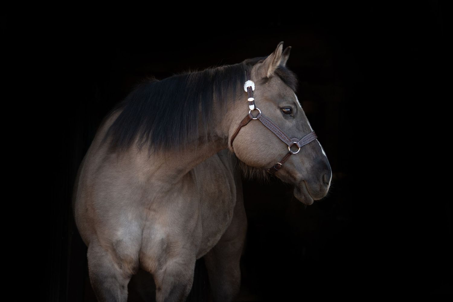 Black Background of Horse