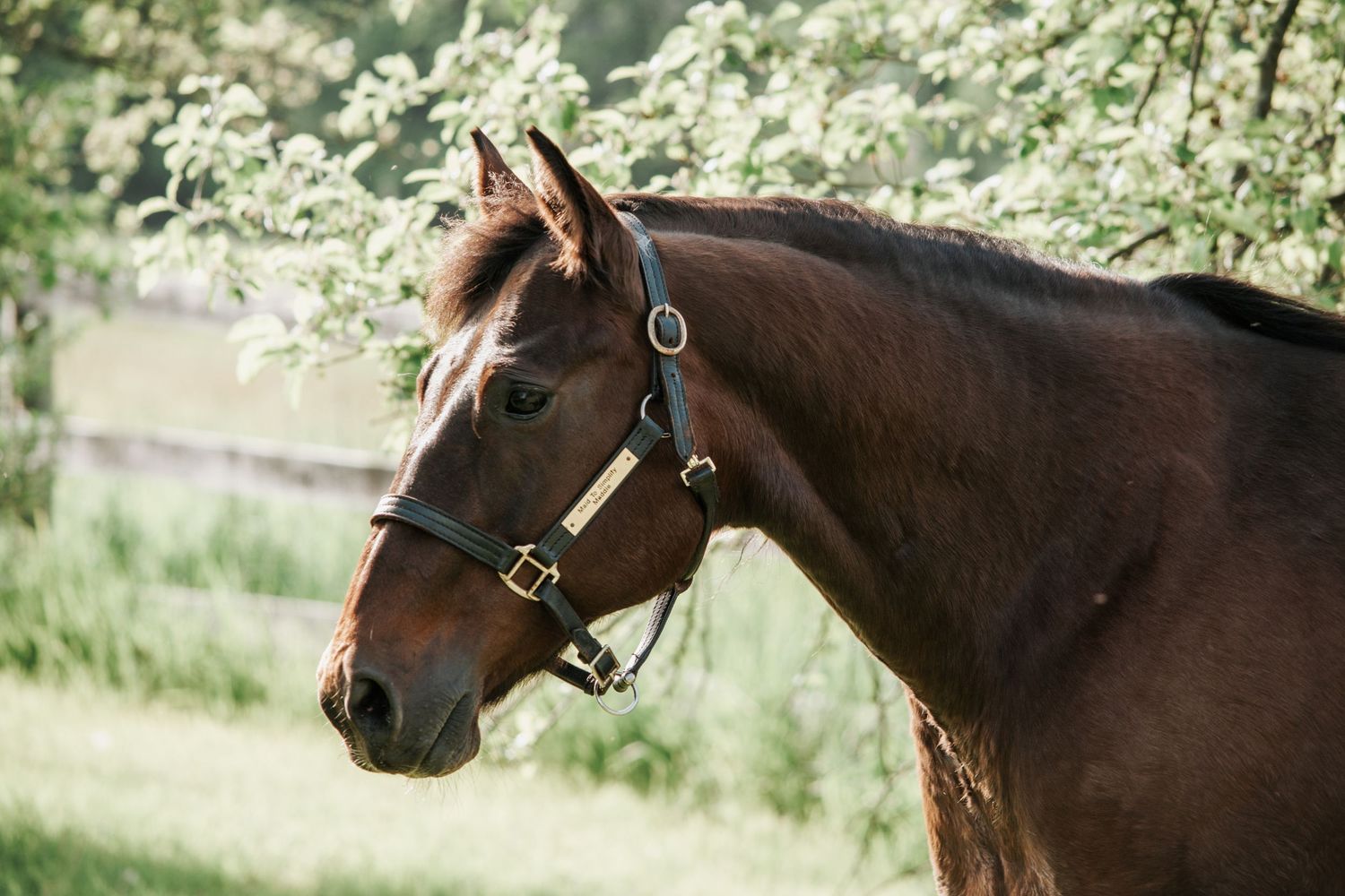 Horse Portrait
