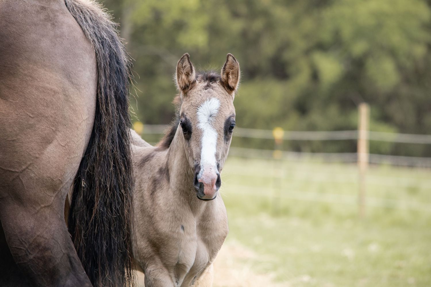 Horse Portrait