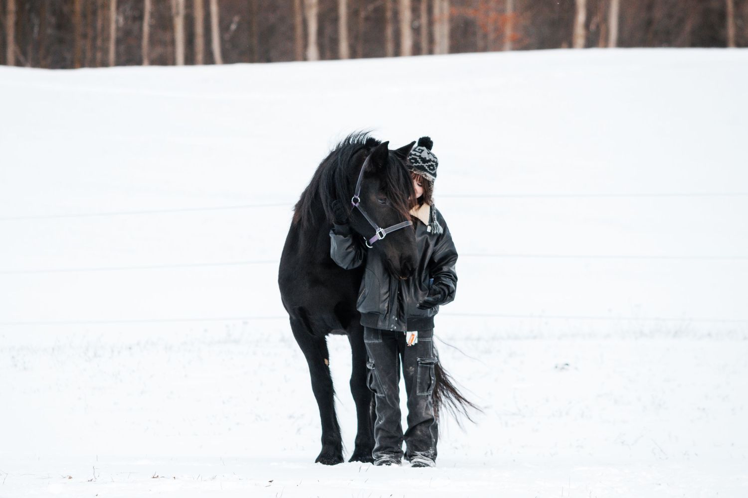 Winter Photo of Black Horse with a horse girl