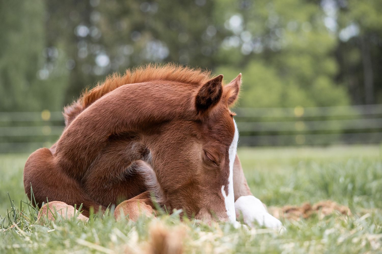 Horse Portrait