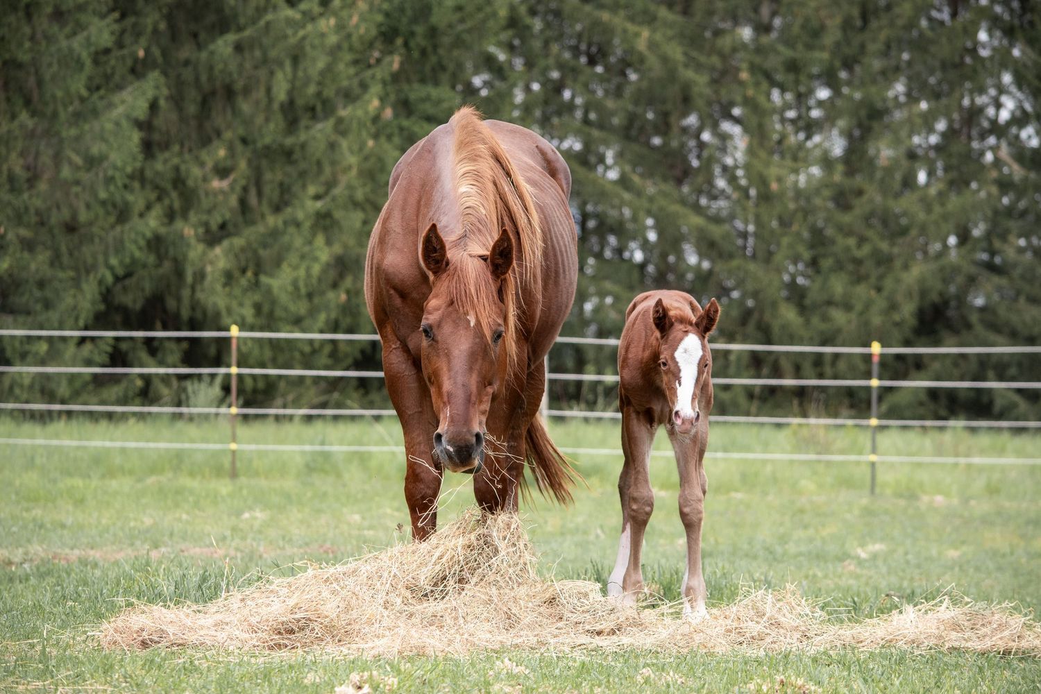 Horse & Foal Portrait