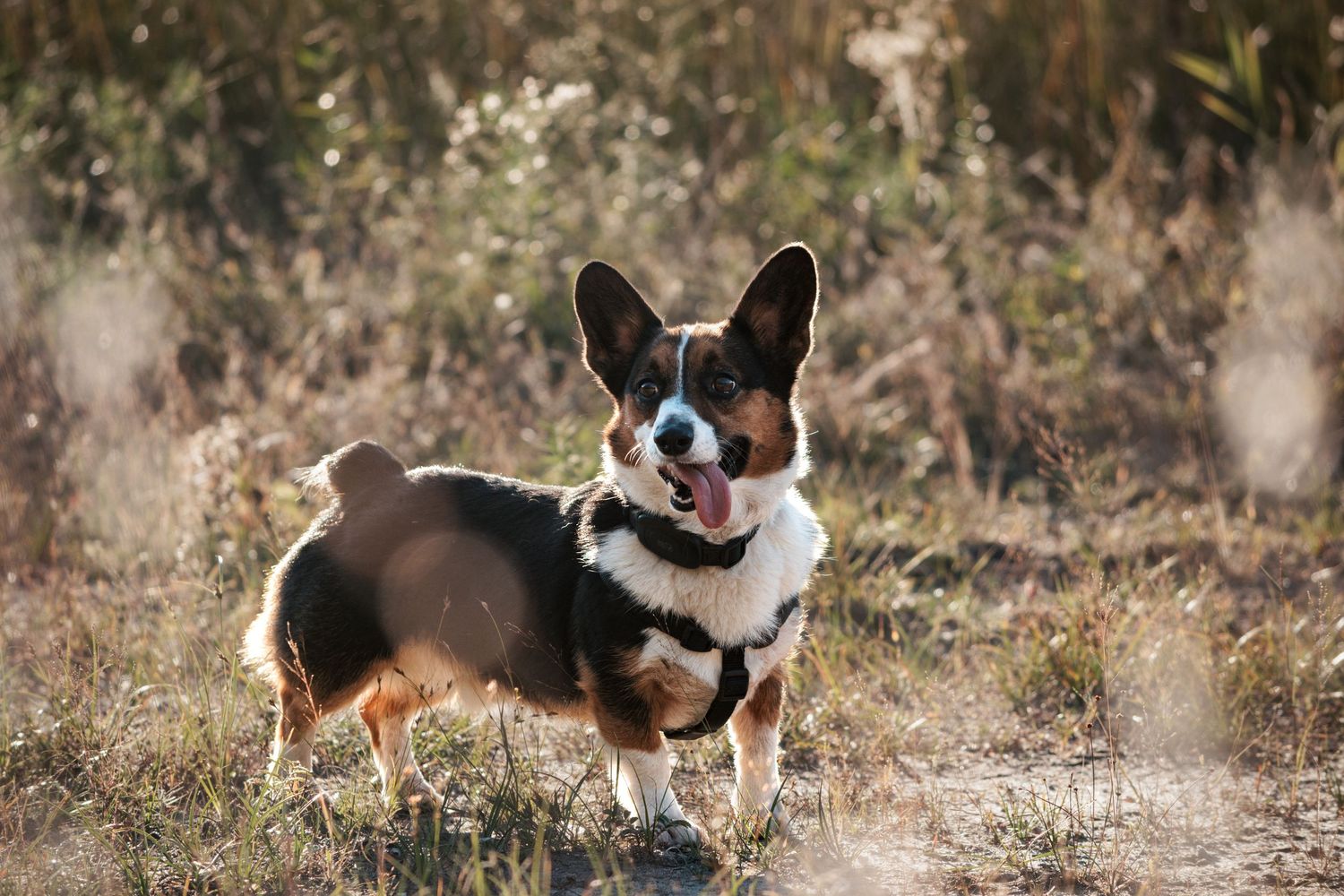Photo of a Corgi
