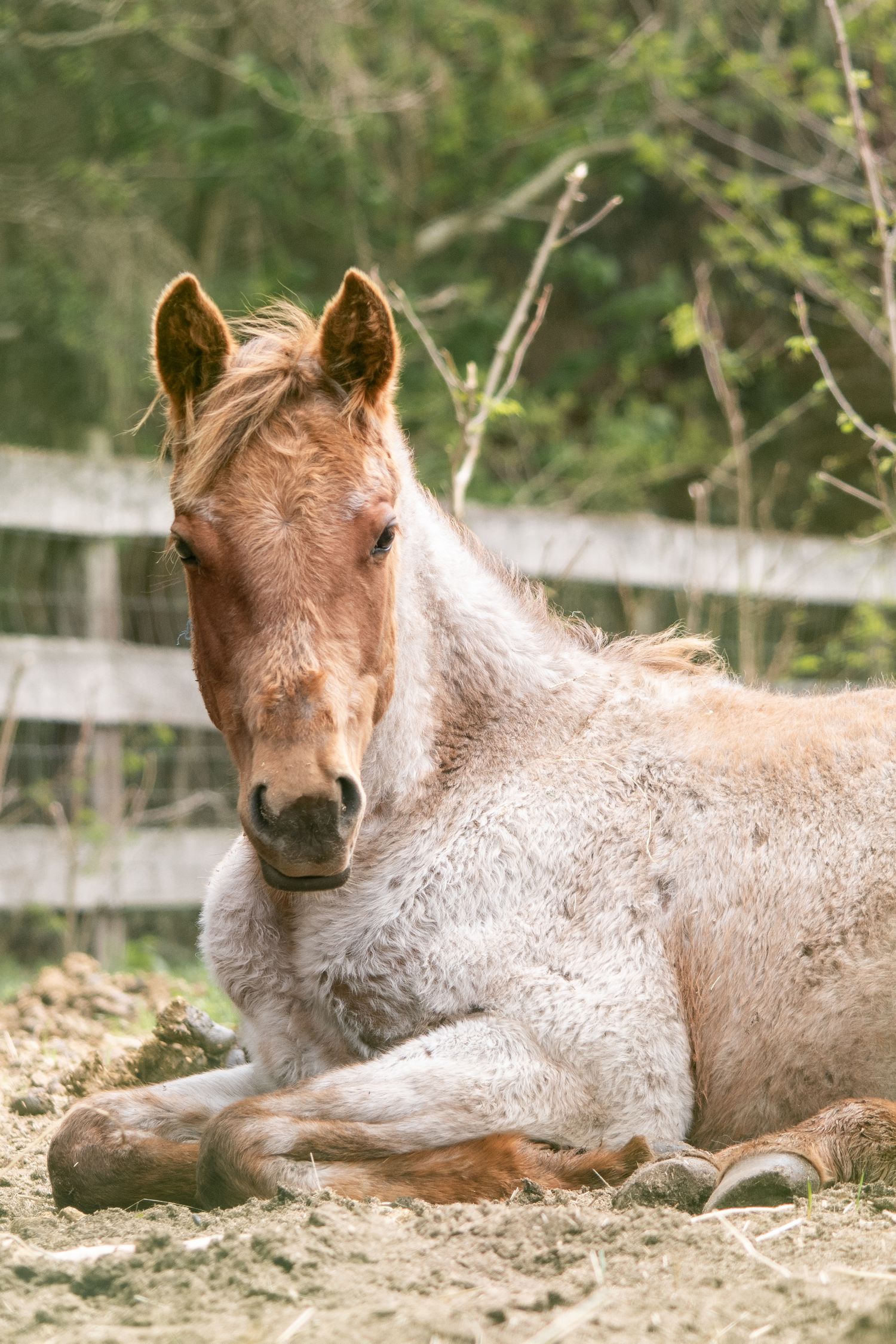 Horse Portrait