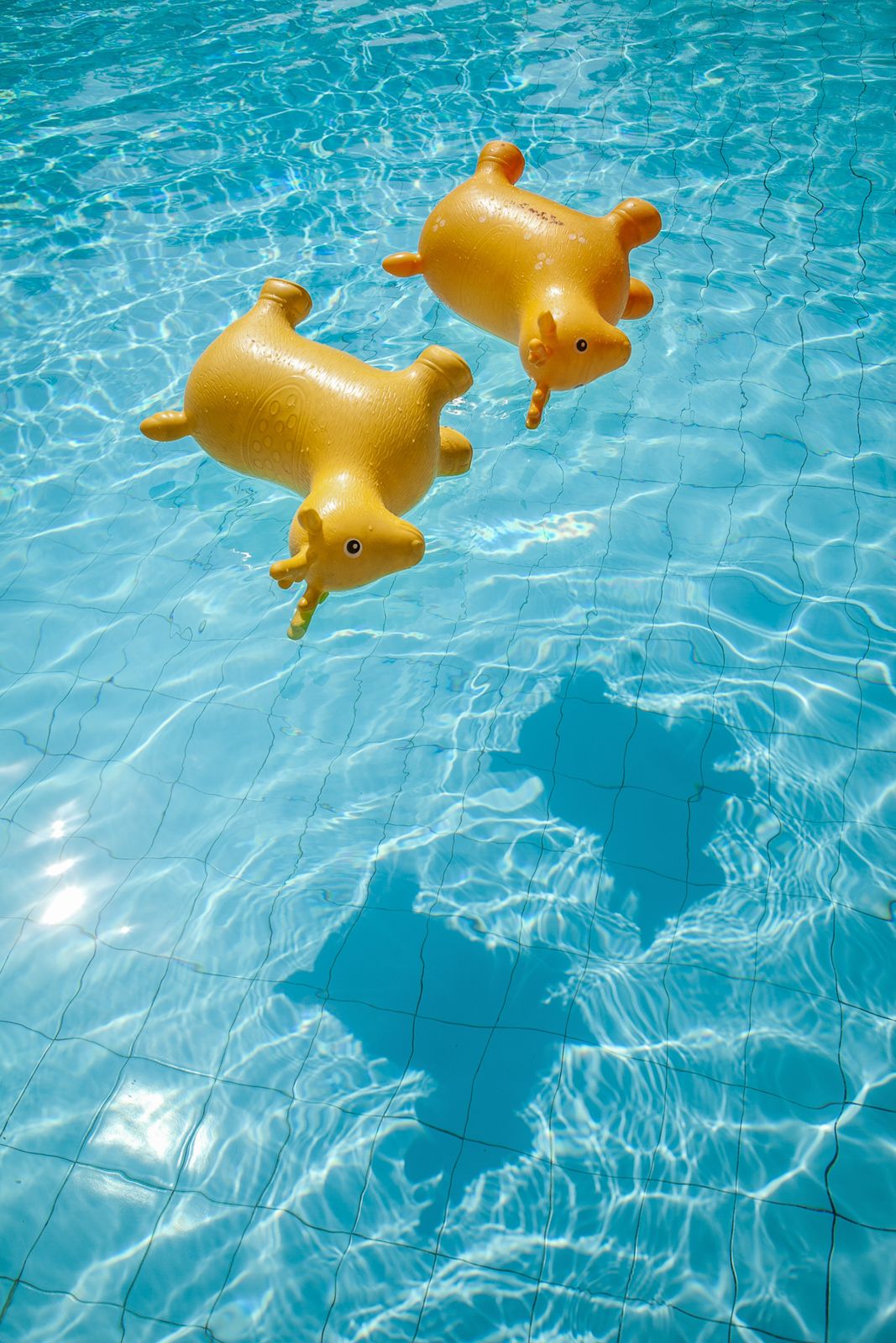 Yellow rubber duck floating in rippling blue swimming pool water.
