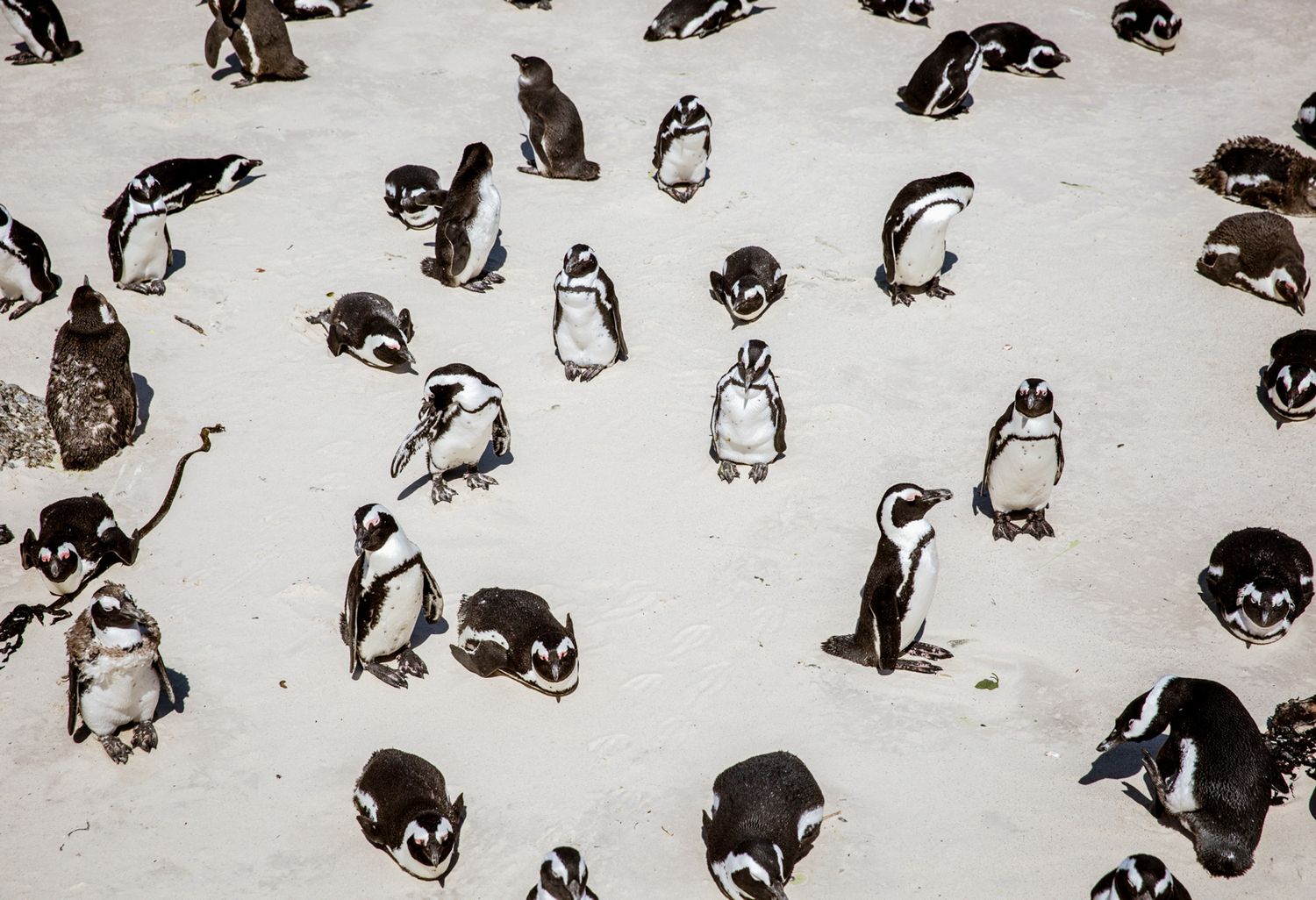 Large group of penguins standing together on snowy ground.