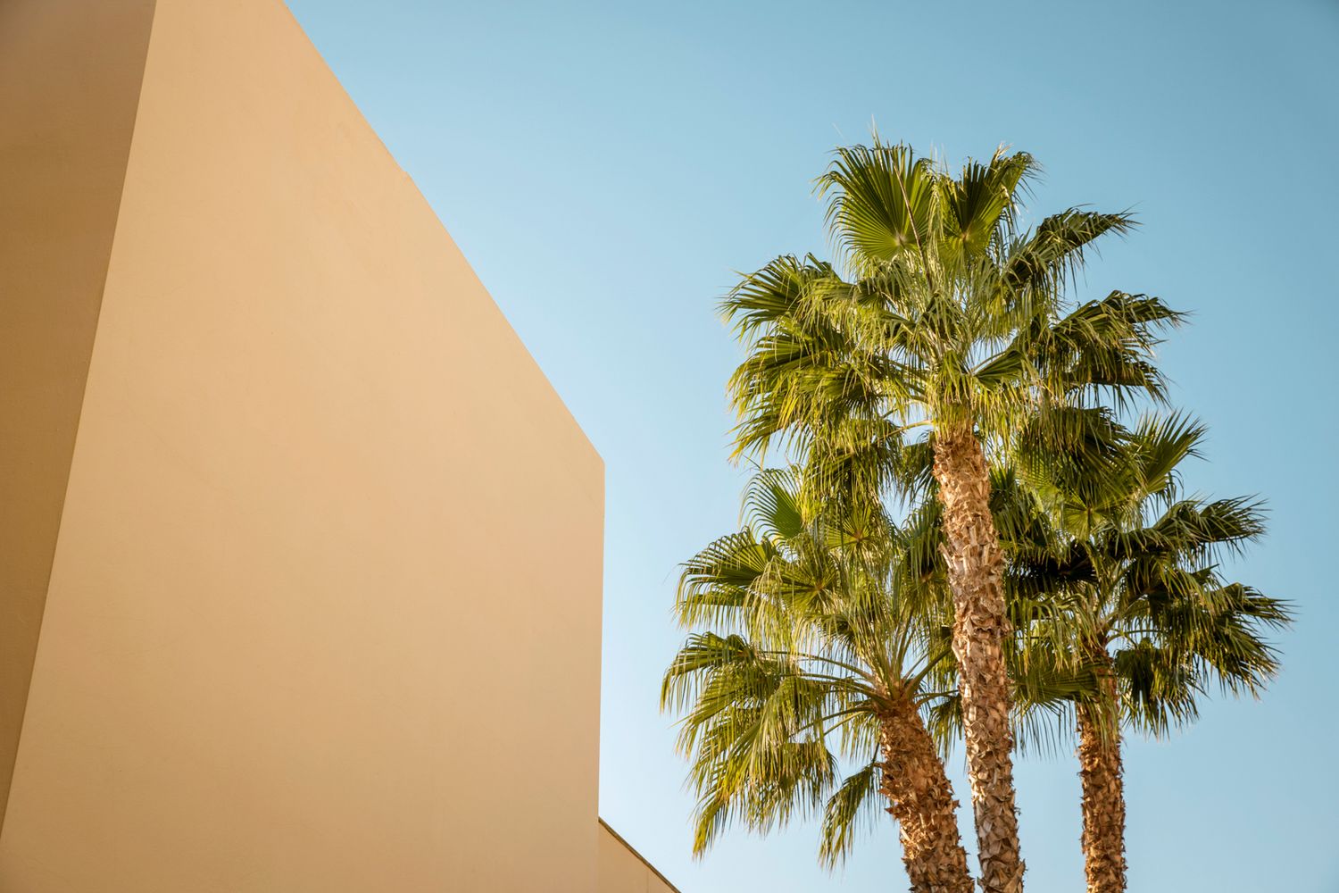 Row of tall palm trees against bright blue sky.