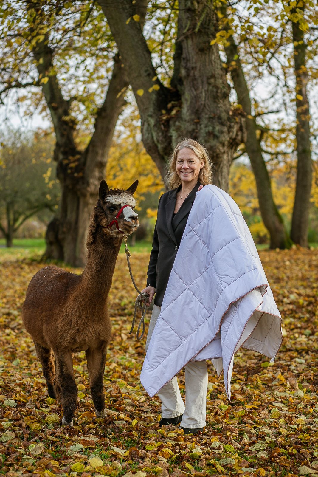 Alpacas and people interacting in autumn park with fallen leaves.
