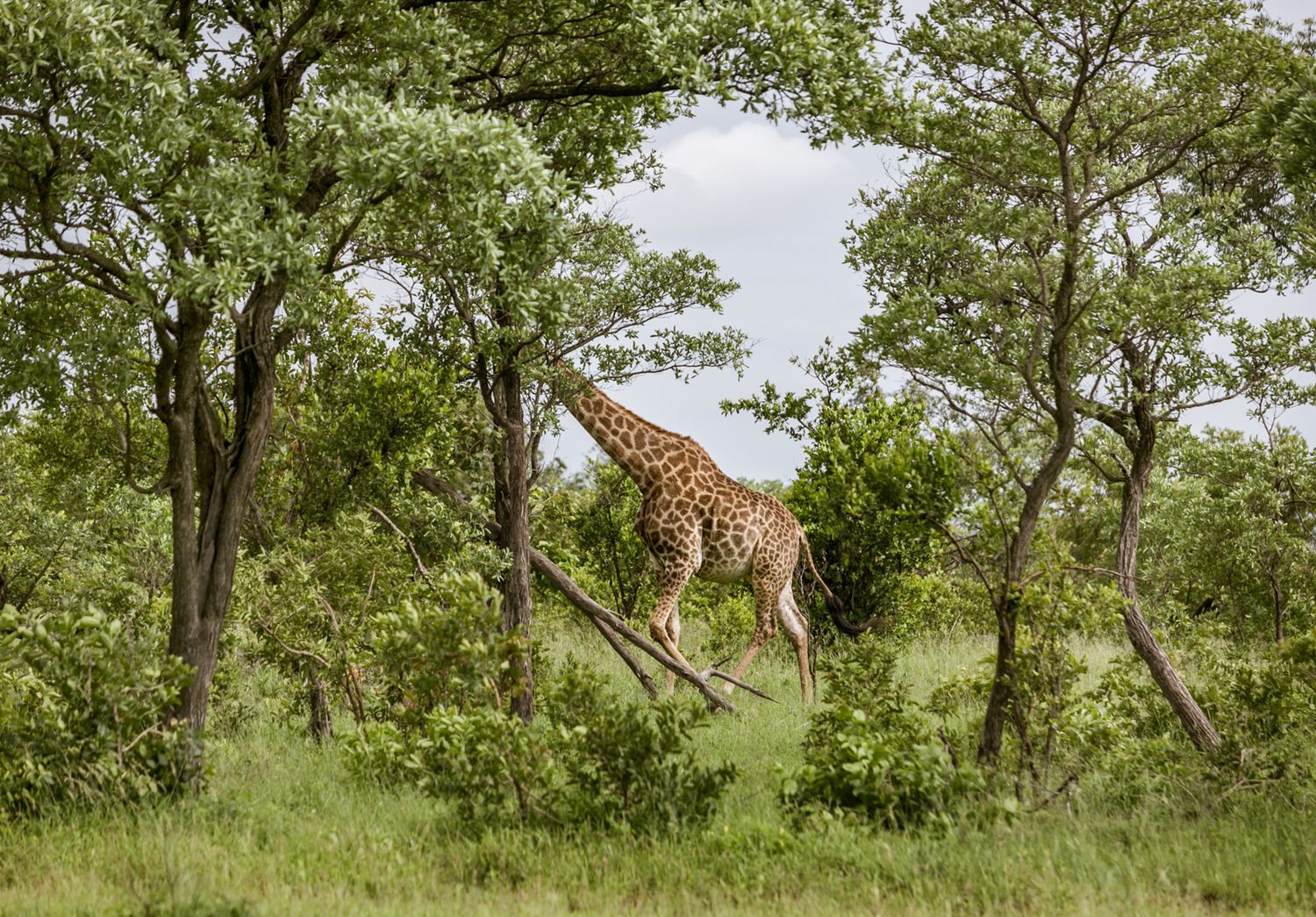 Wild giraffes walking through green savanna grassland with trees.