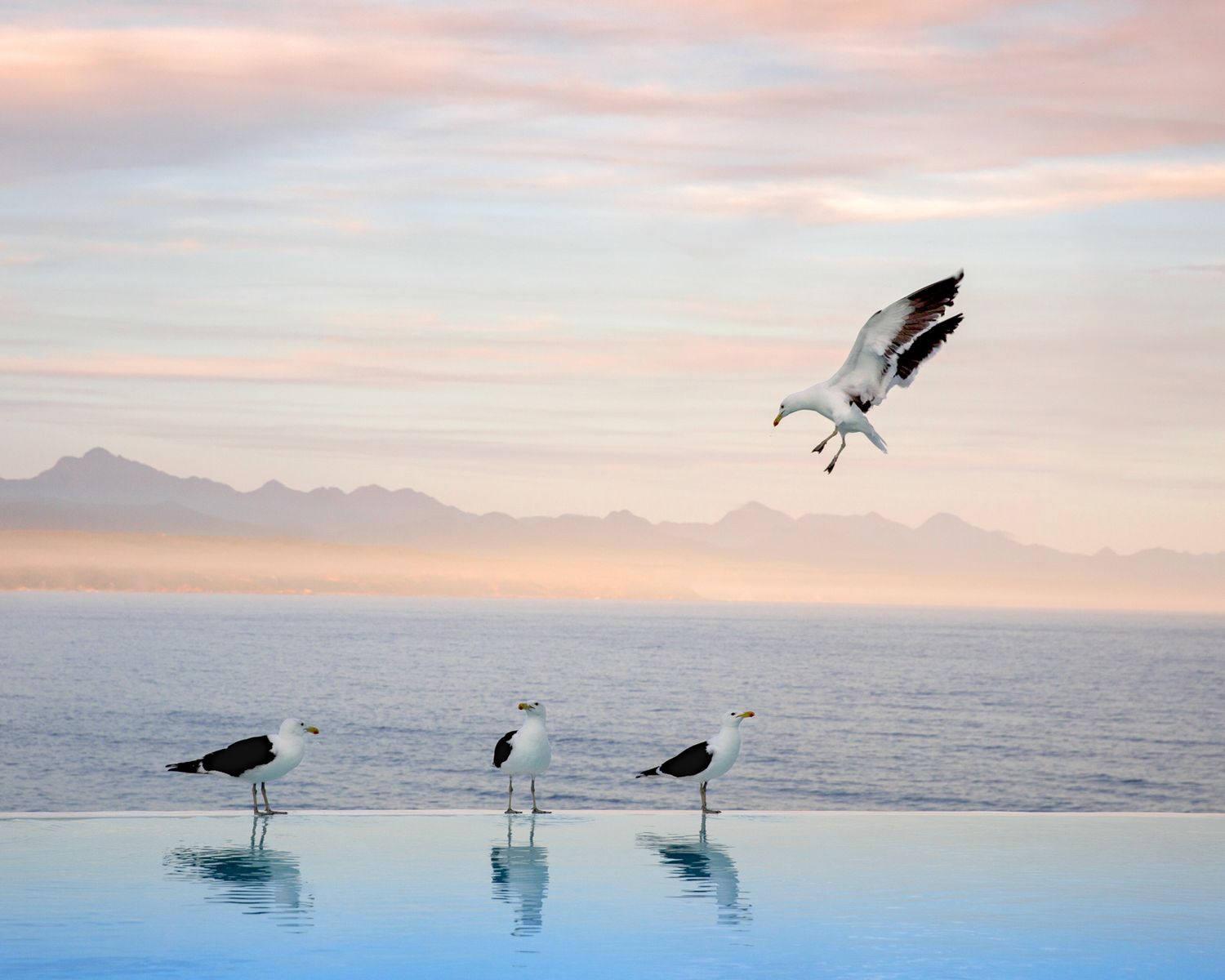 Peaceful scene of seabirds and swans at sunset with mountains in the background.