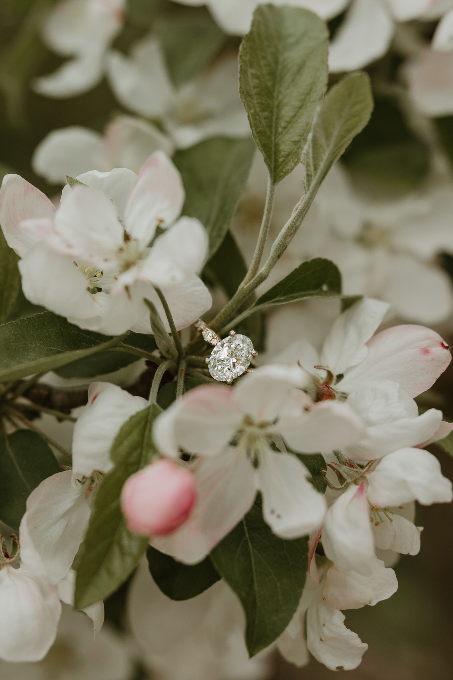 Diamond engagement ring resting on white and pink apple blossom flowers with green leaves in soft natural light.