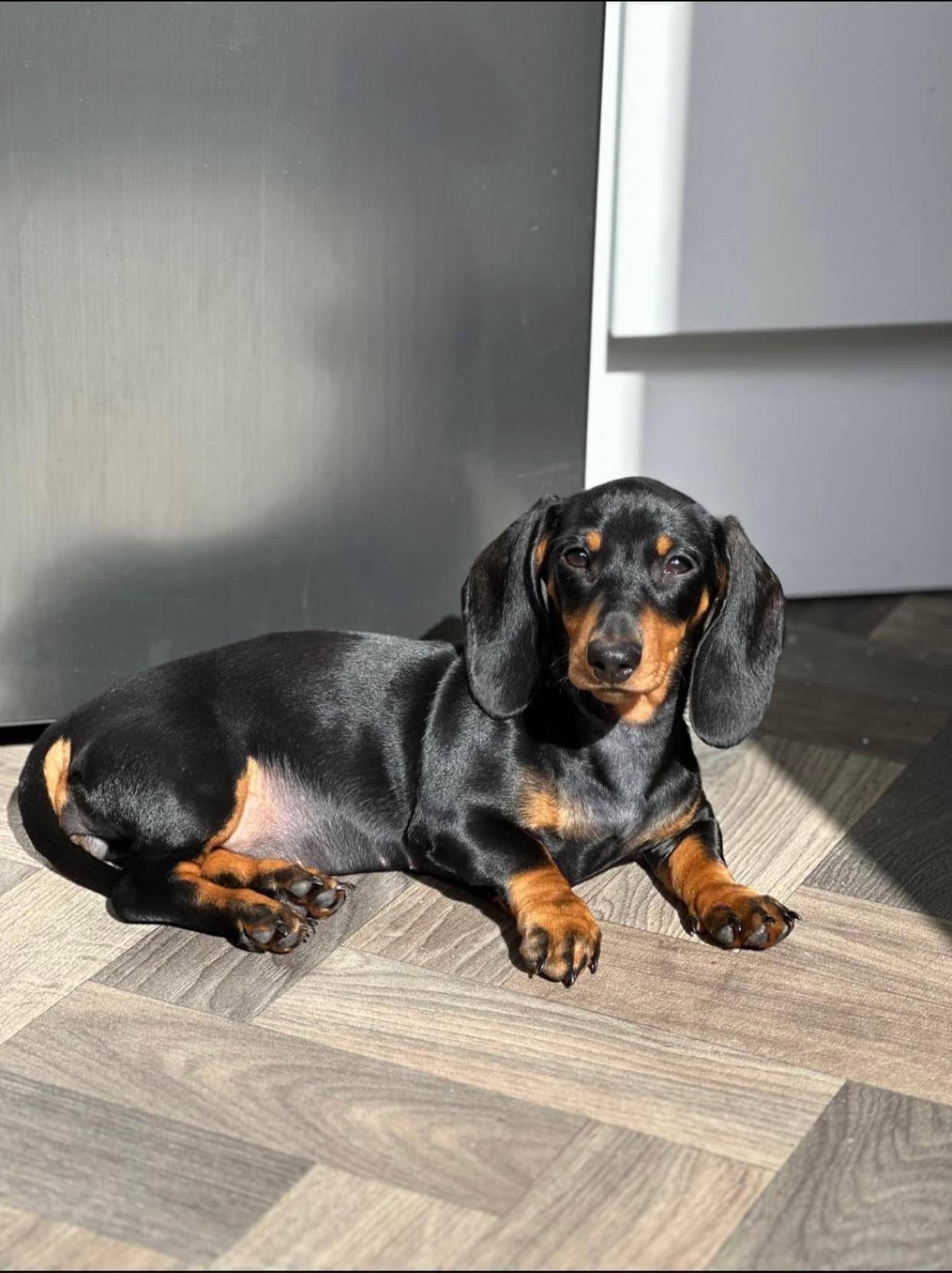 Dog on hard floor, in the sun.