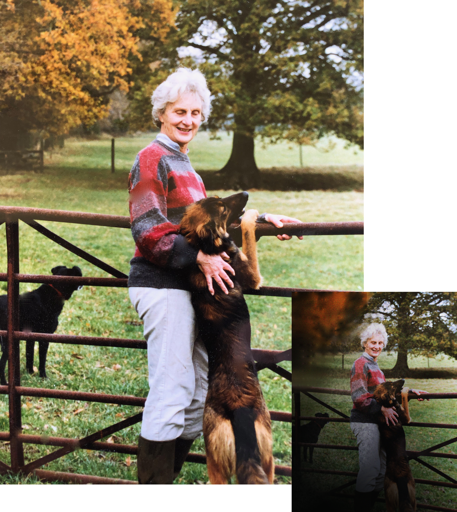 A smiling woman pets a German Shepherd dog on a farm gate in autumn. Photo restoration from original done.