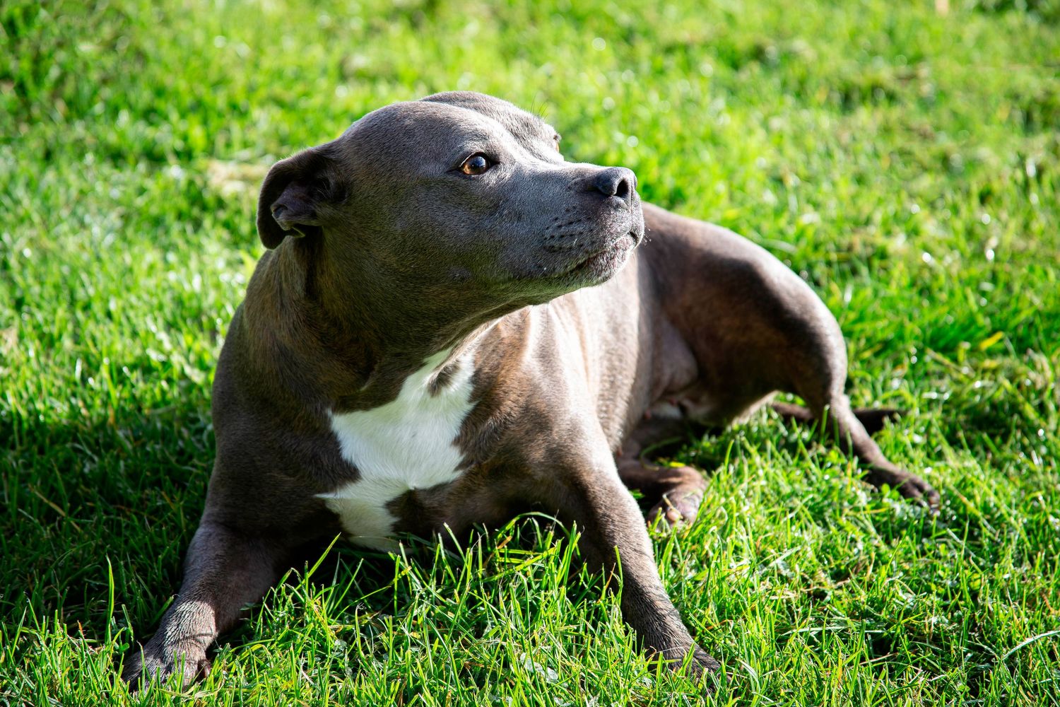 A gray and white Staffordshire Bull Terrier dog relaxing on lush green grass outdoors.