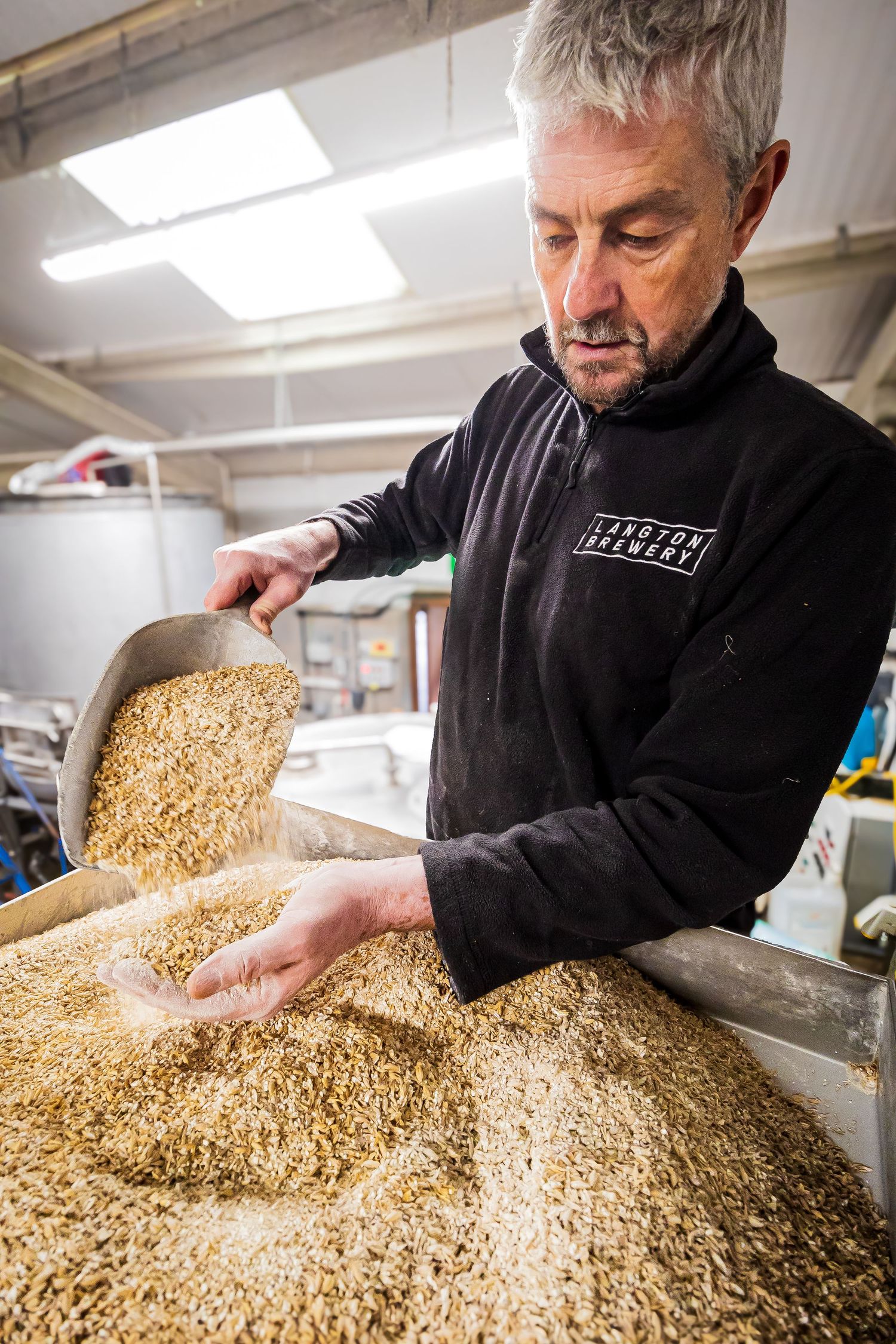 Experienced brewer at Langton Brewery inspects malted barley grain by hand during the brewing process.