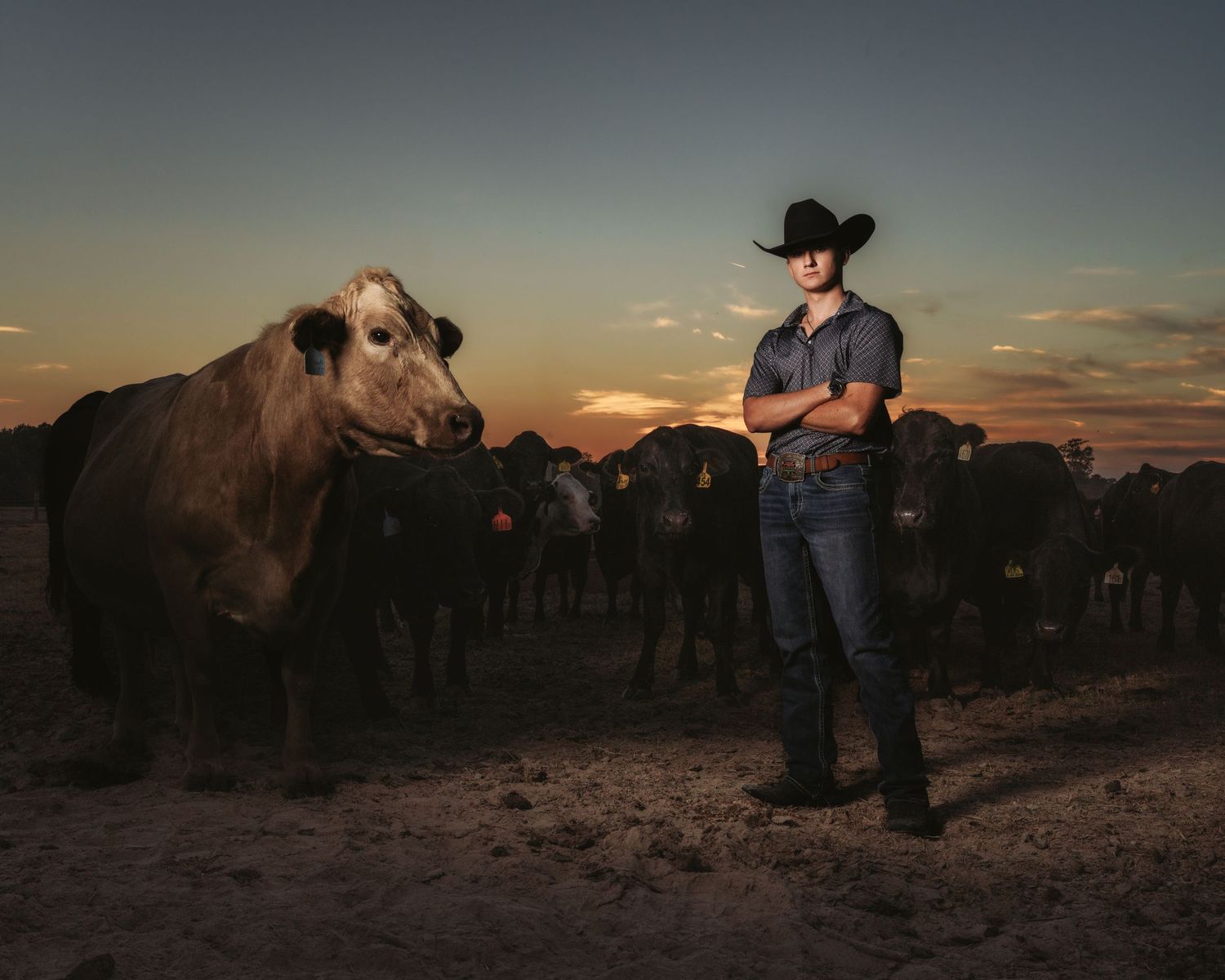 Cowboy in black hat standing arms crossed beside cattle at sunset on a ranch.