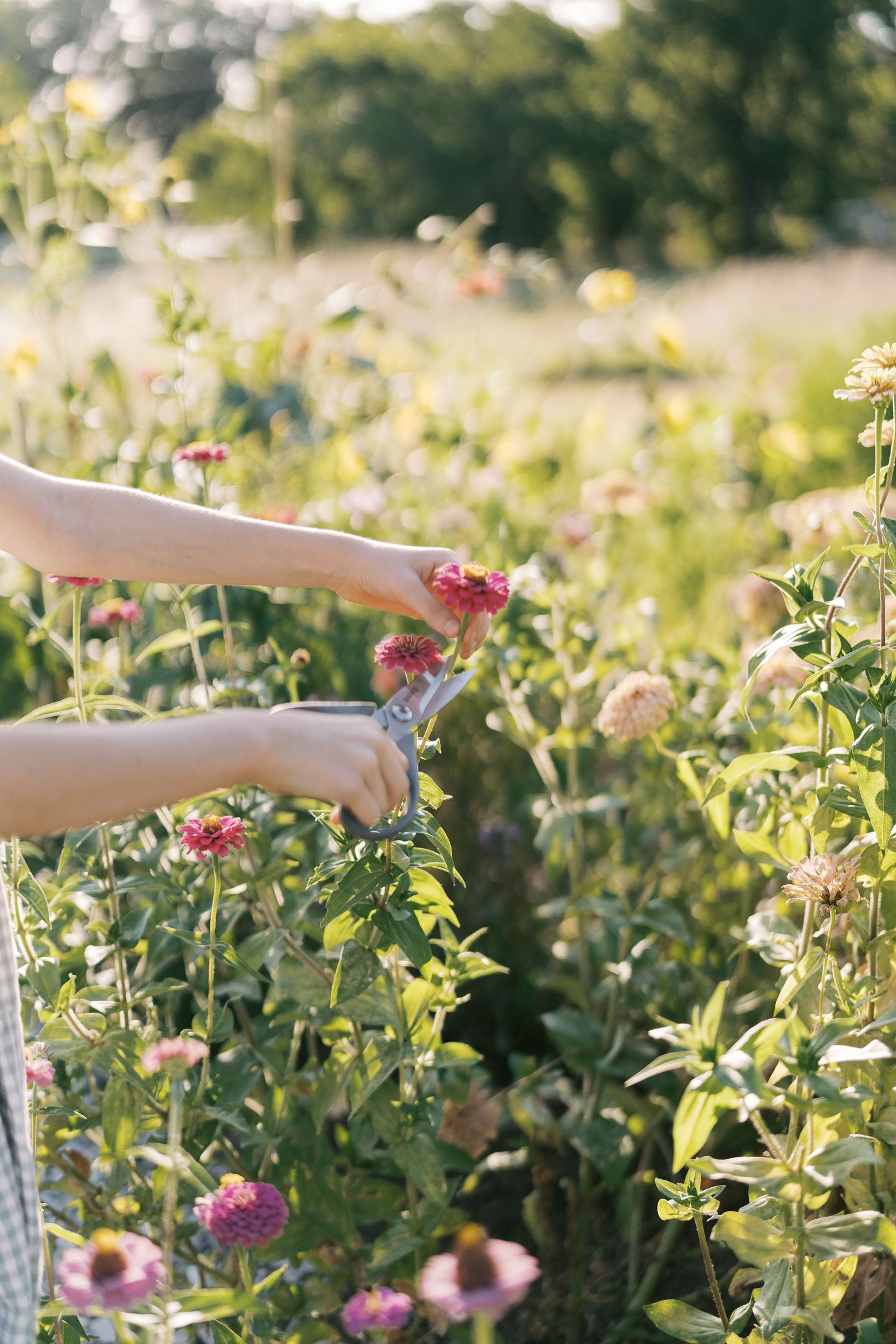 Person cutting pink zinnia flowers with pruning shears in a sunny garden field.