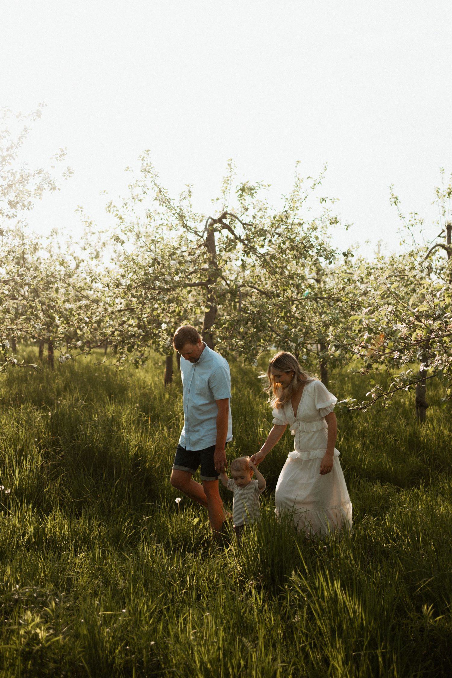 Family walking through blooming apple orchard in golden sunlight, parents guiding toddler through lush green grass.
