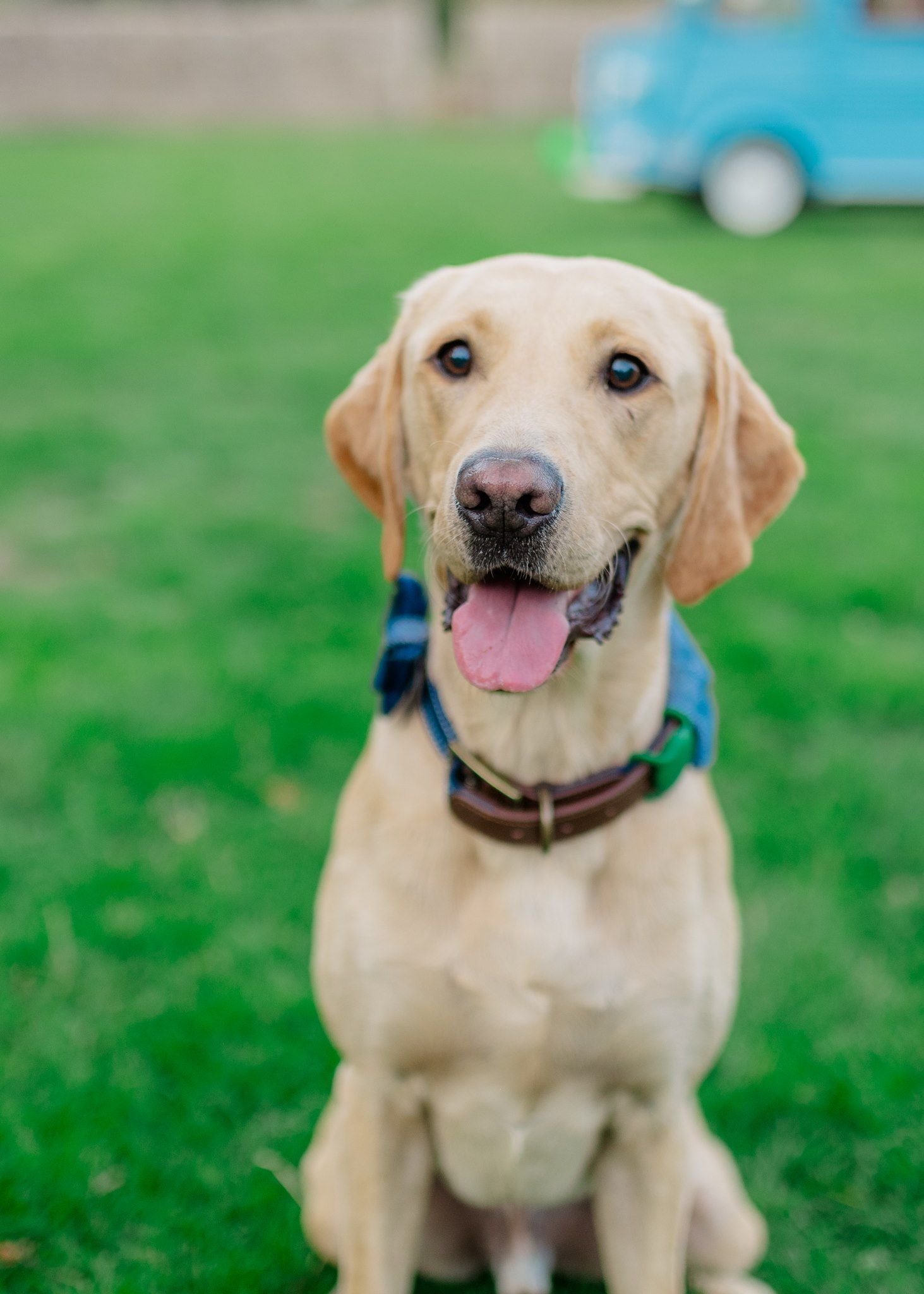 A happy yellow Labrador Retriever sits on green grass wearing a blue collar with tongue out.