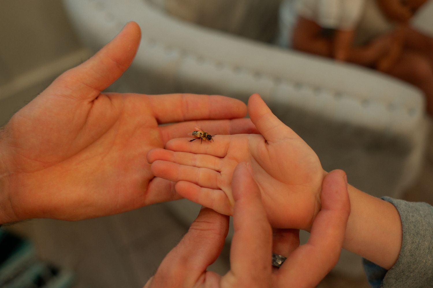 Two hands gently holding a tiny spider between them indoors in soft natural light.
