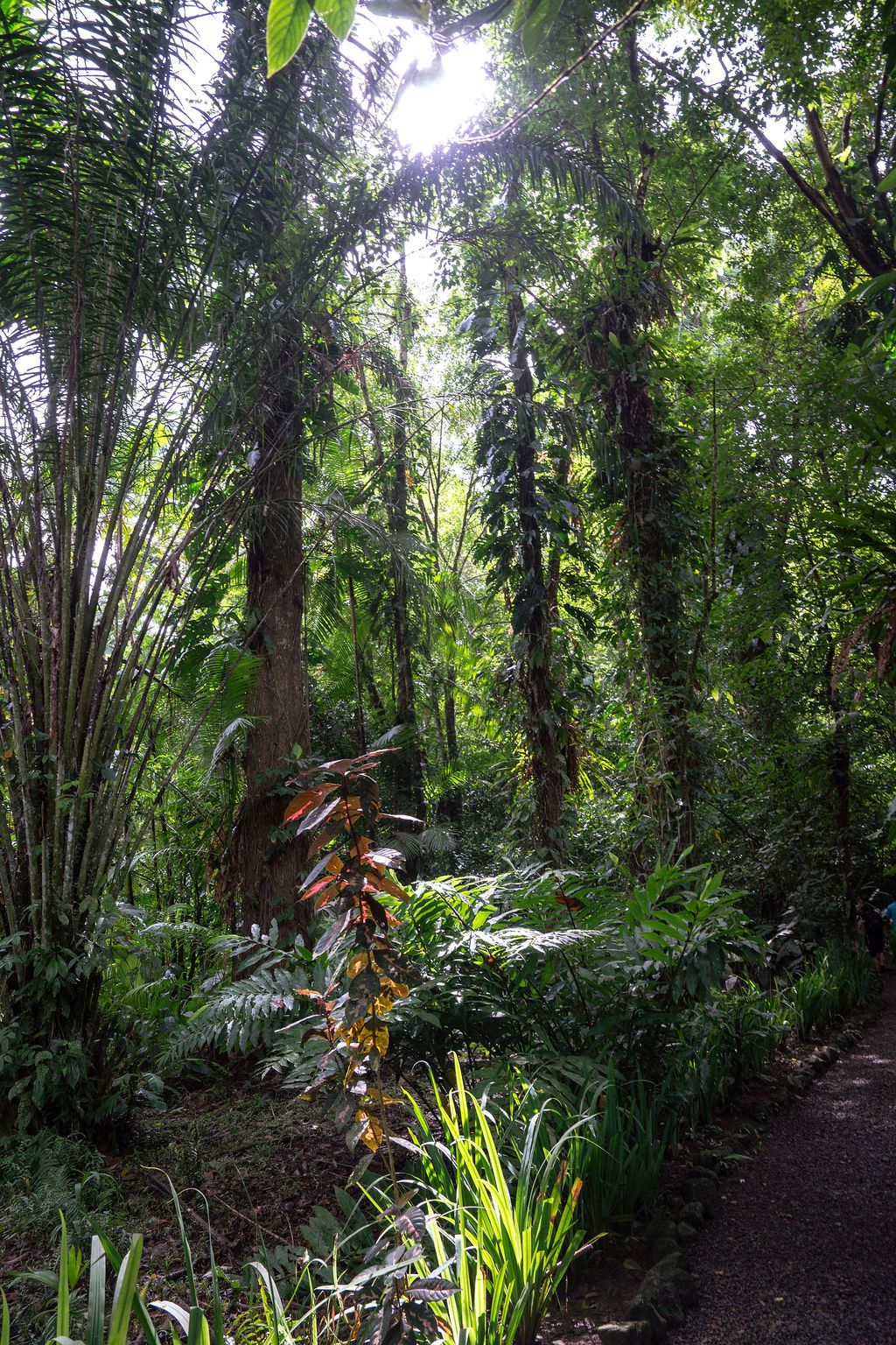 Sunlight filtering through the tropical rainforest surrounding Golfo Dulce Retreat