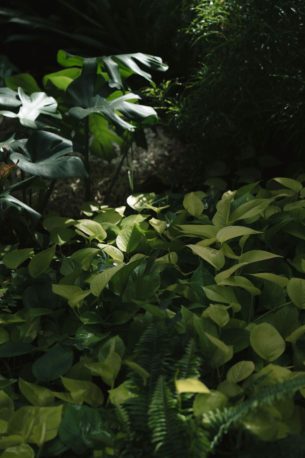 Tropical rainforest foliage surrounding Villa Punto de Vista in Manuel Antonio.