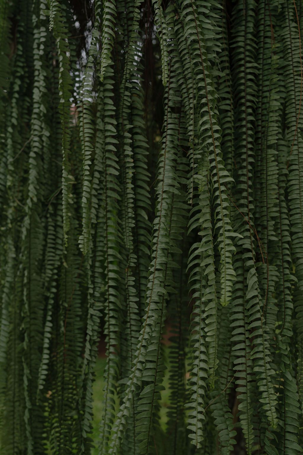 Tropical ferns surrounding an intimate wedding in La Fortuna
