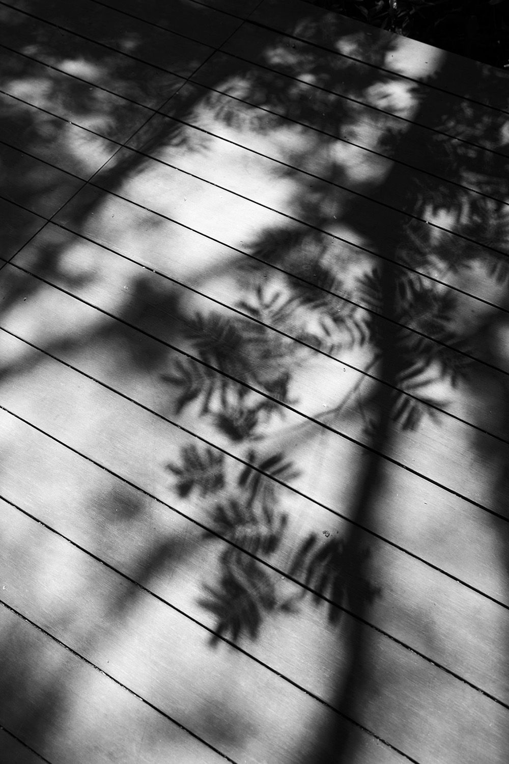 Tropical foliage casting dramatic shadows during a destination wedding in Costa Rica.