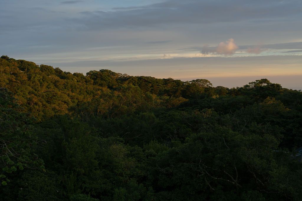 Tropical forest landscape in Costa Rica at golden hour.