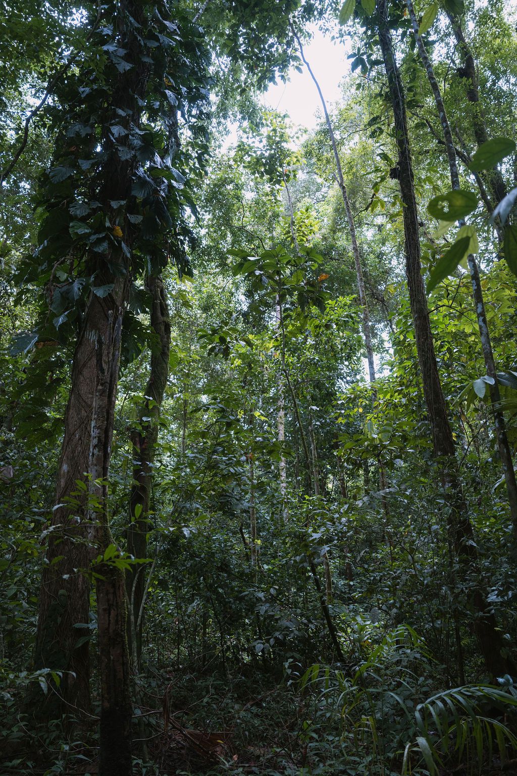 Lush untouched rainforest surrounding Golfo Dulce Retreat in Costa Rica