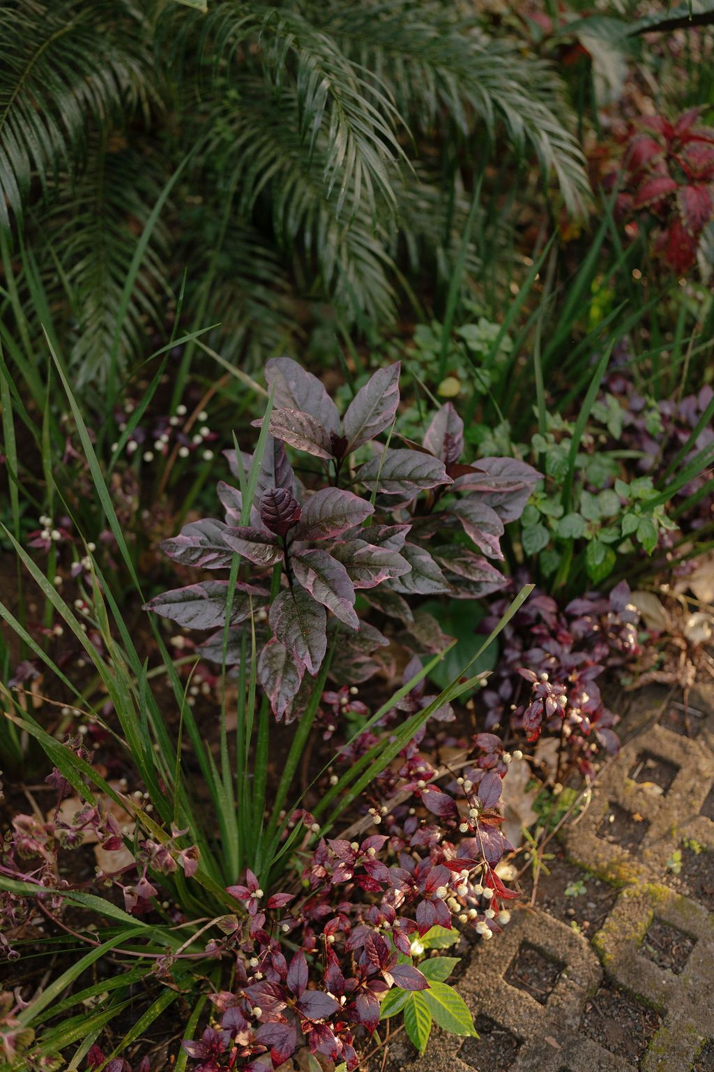 Tropical foliage surrounding an Arenal Volcano wedding location