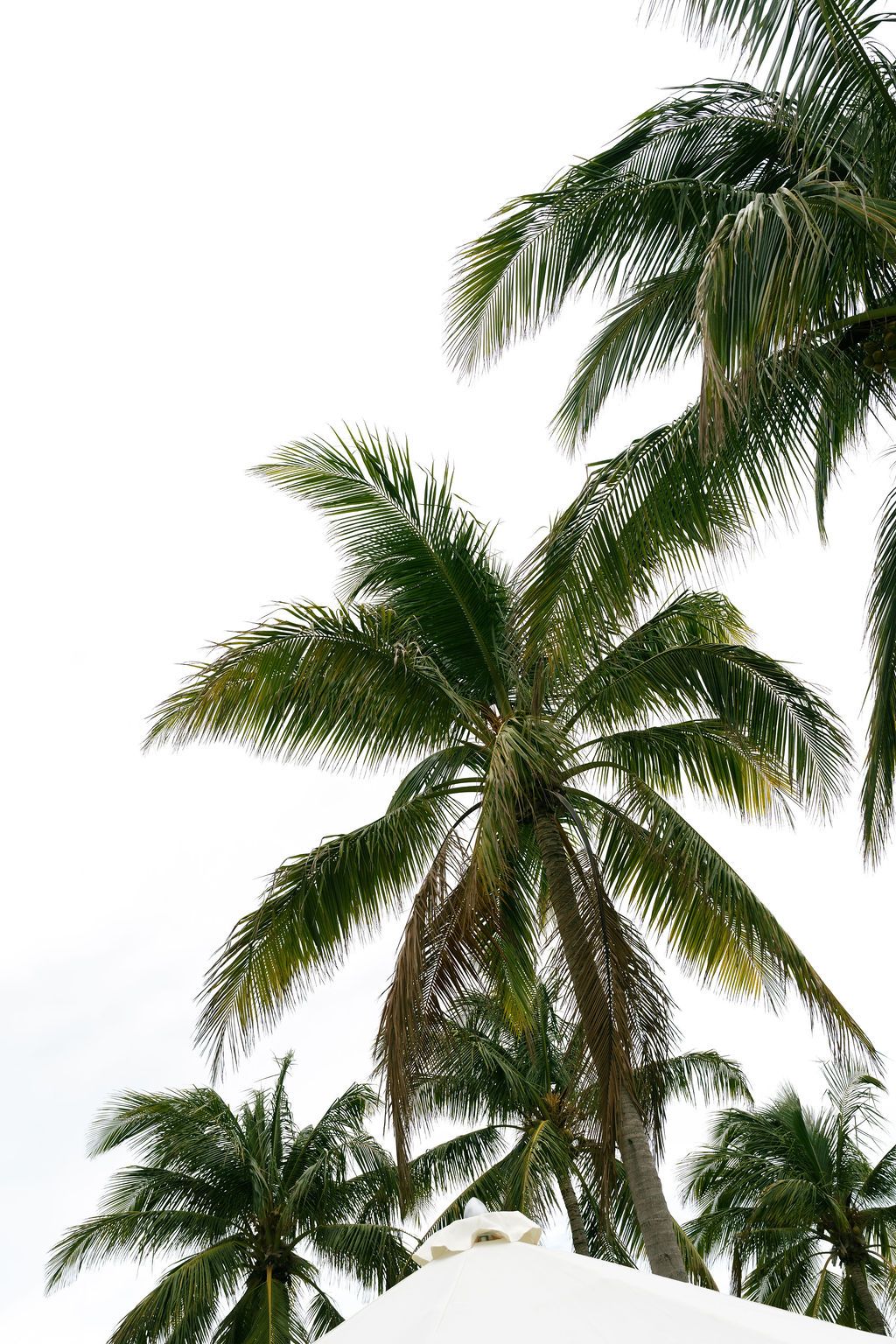 Tall tropical coconut palm trees with lush green fronds against a bright white sky.