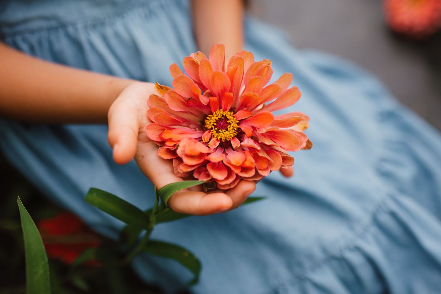 A child in a blue dress holds a vibrant orange zinnia flower in their outstretched hands.
