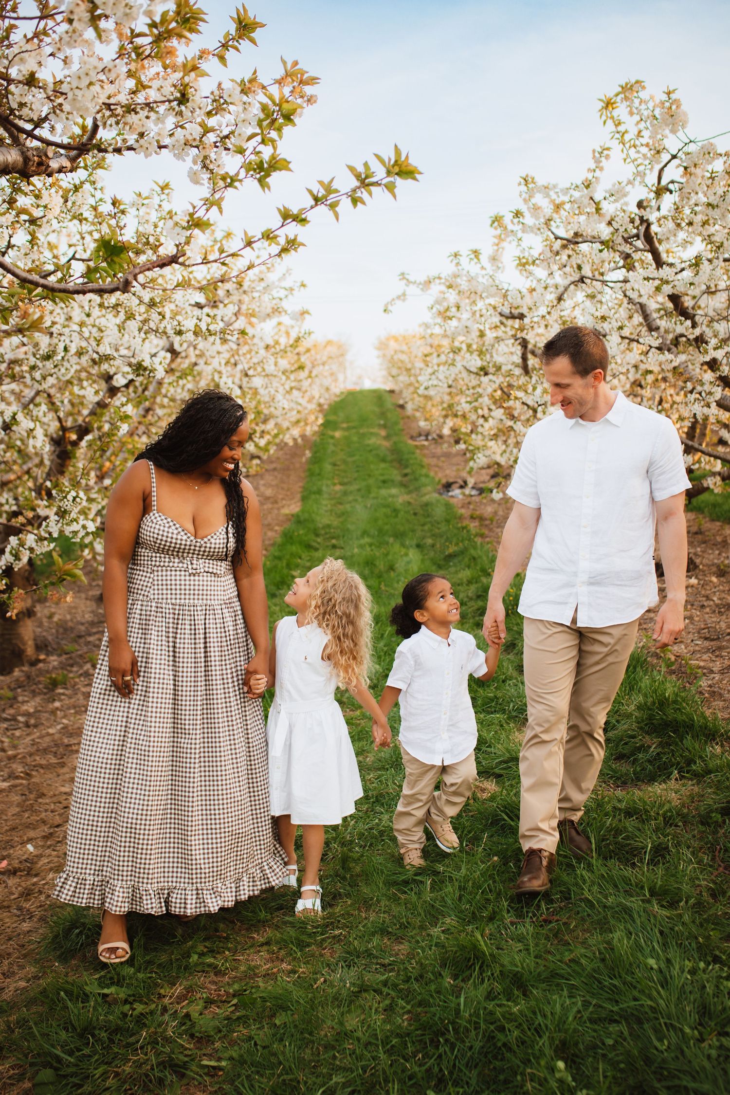 Interracial family of four walking hand in hand through blooming white cherry blossom orchard.