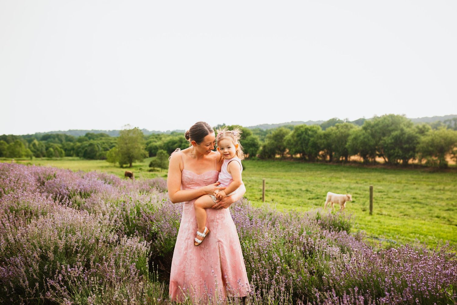 A mother in a pink dress holds her toddler in a blooming lavender field with cows in background.