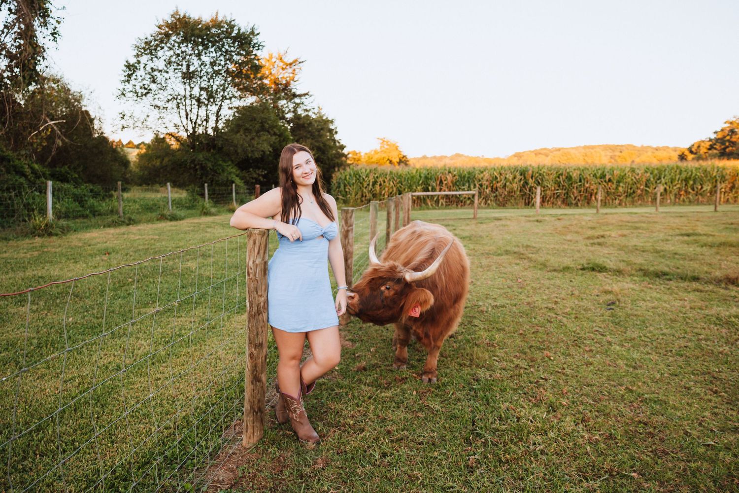 Young woman in blue dress posing beside a Highland cow near a wooden fence at sunset.