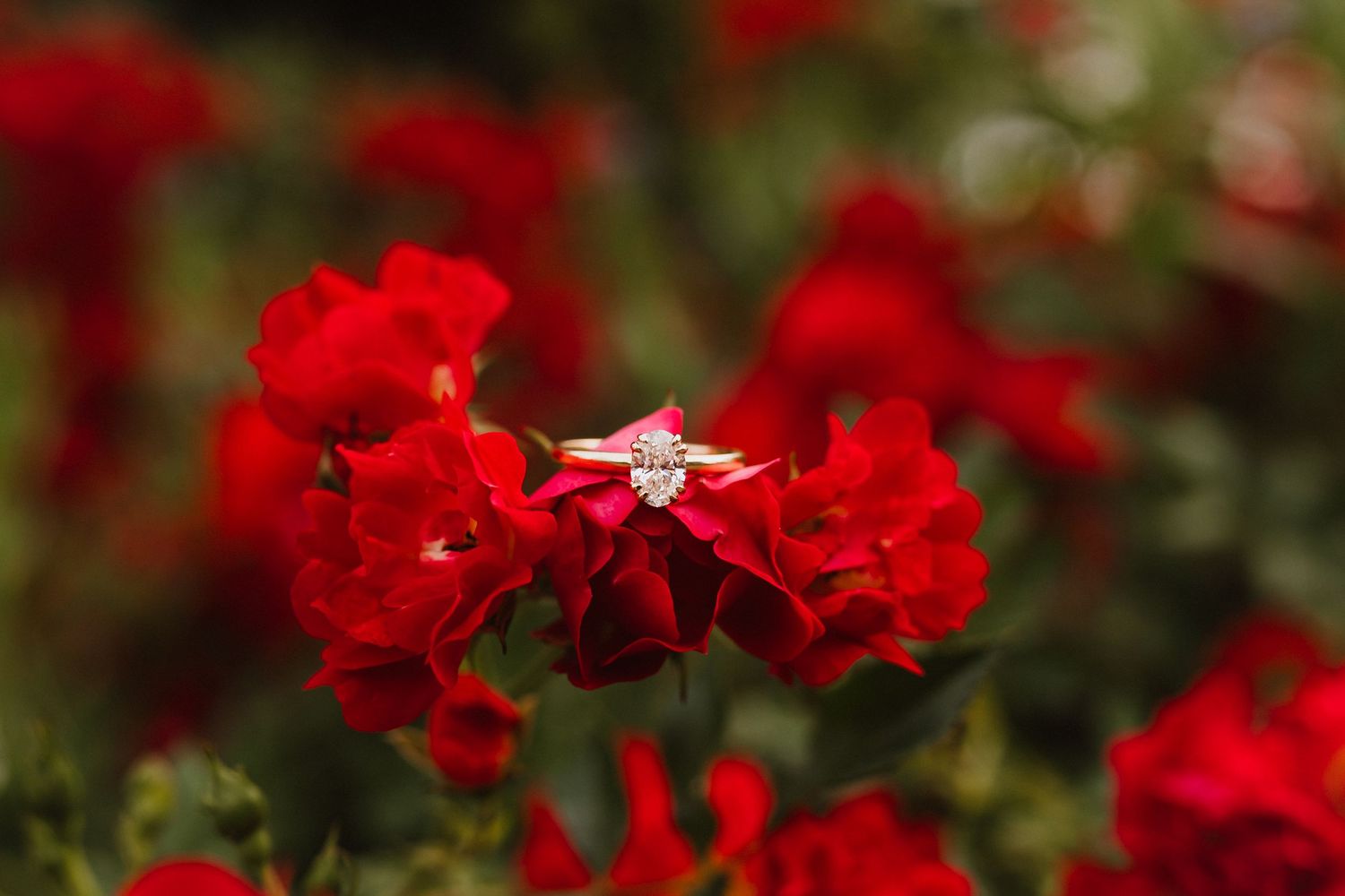 Diamond engagement ring nestled among vibrant red roses in a garden.