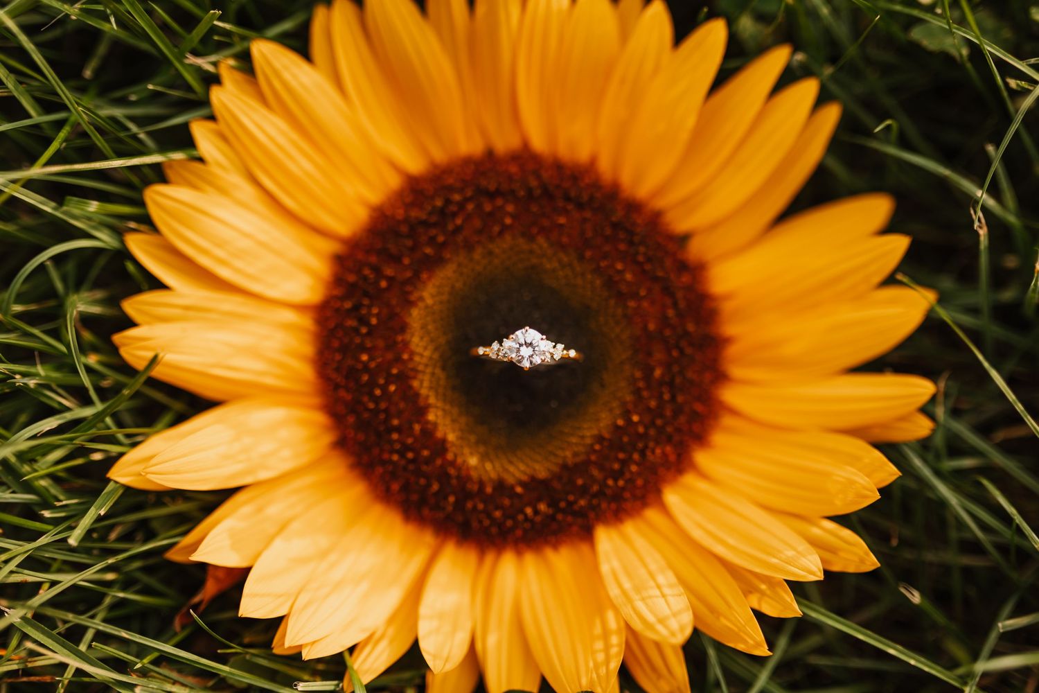 Sparkling diamond engagement ring nestled in the center of a bright yellow sunflower in green grass.