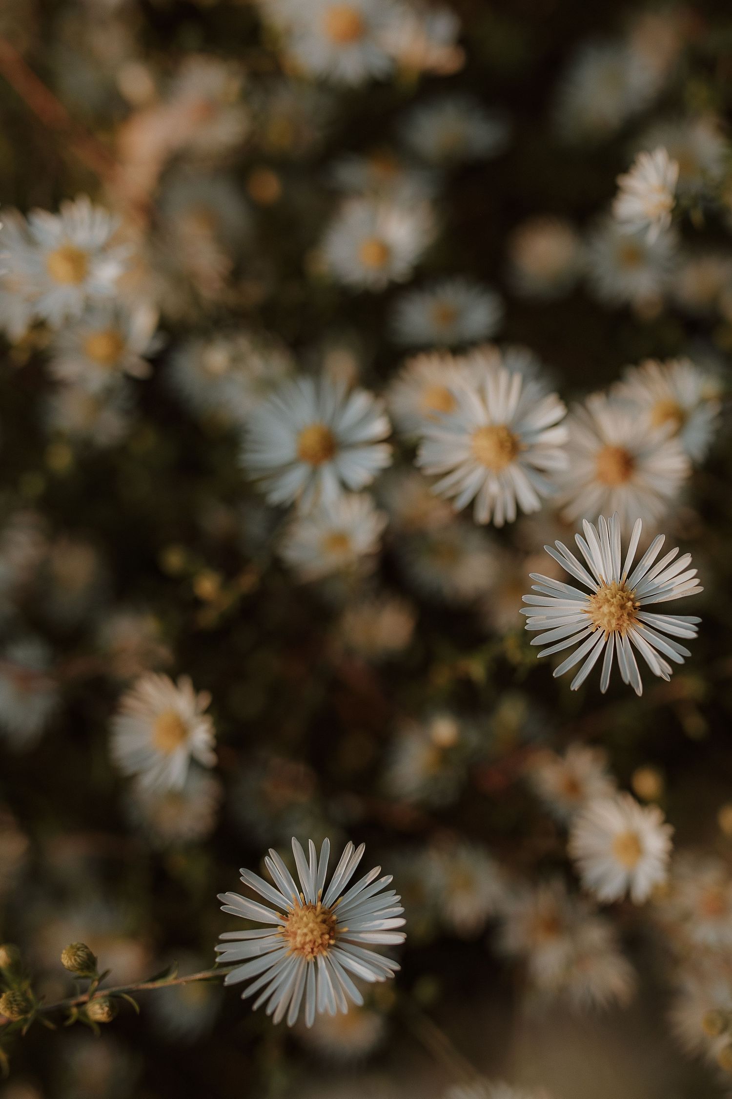Delicate white wild daisies with golden centers bloom in soft focus against a dark, moody natural background.