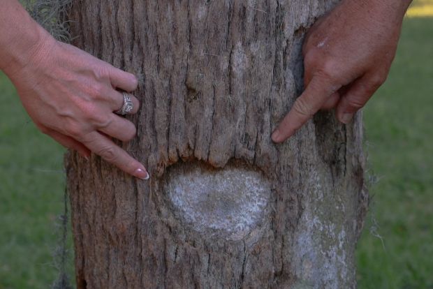 Two hands point to a heart-shaped mark on a tree trunk, one hand wearing a ring, with green grass in the background.