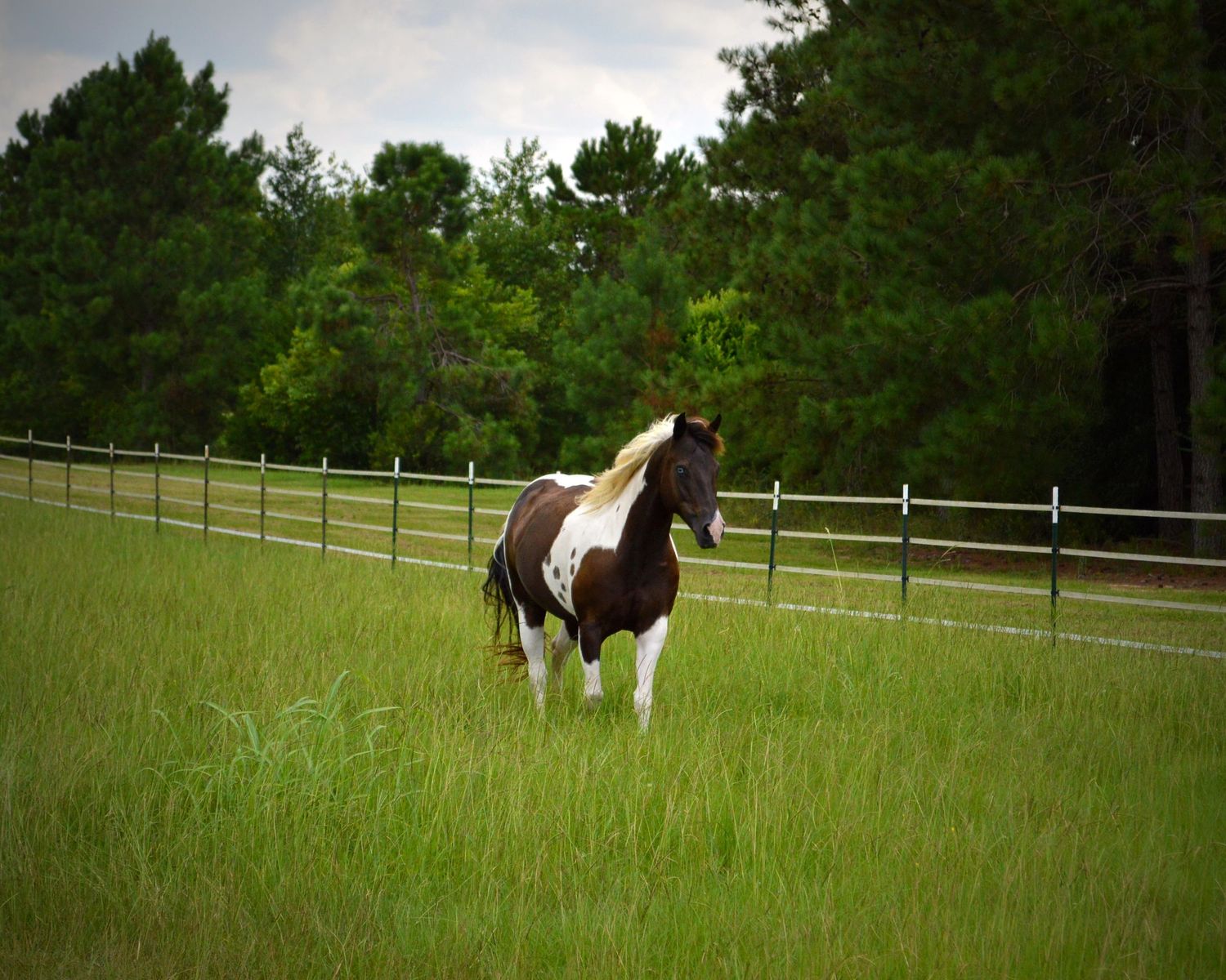 Equine photography featuring a beautiful Paint horse