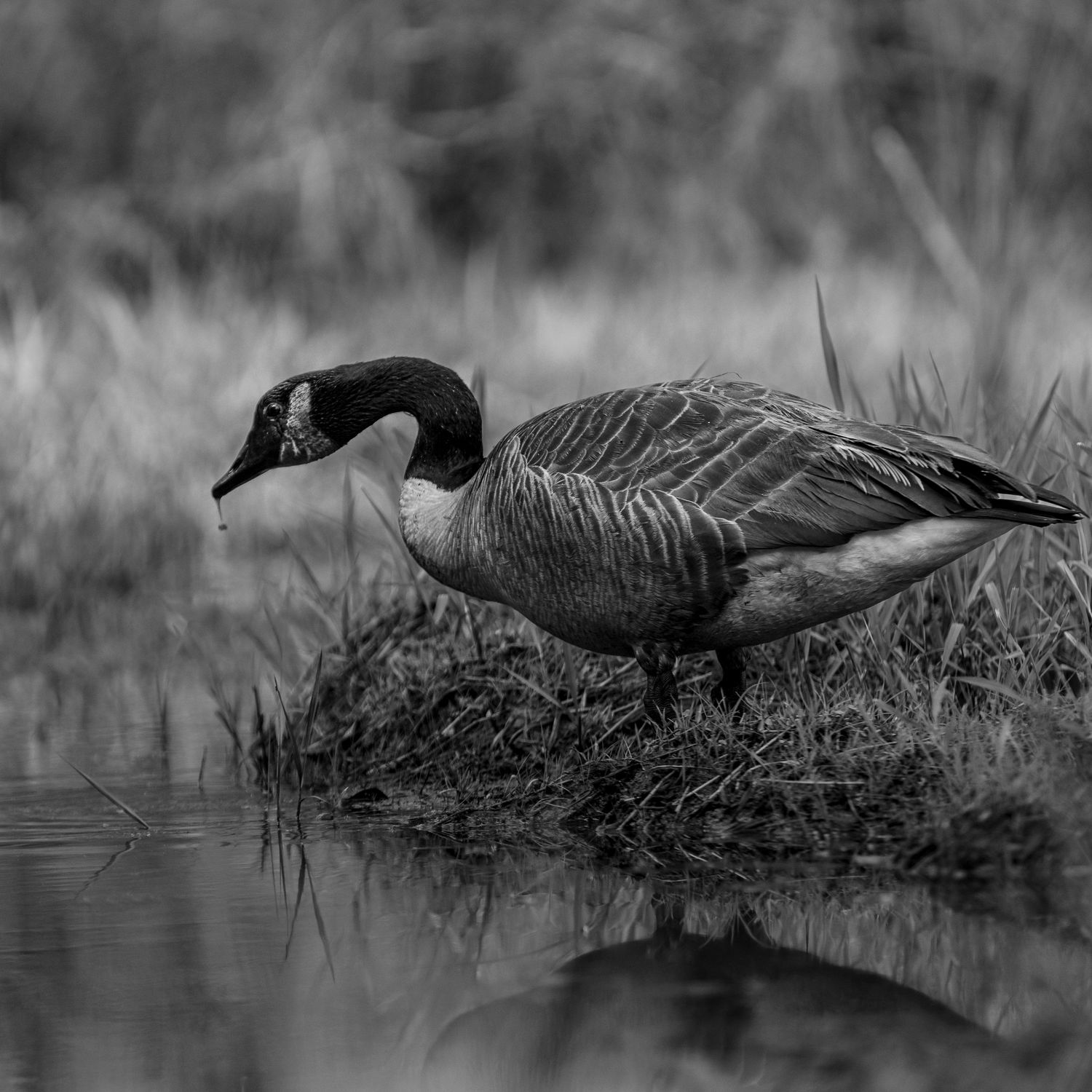 Canadian Goose drinking water. Clayton County Wetlands.